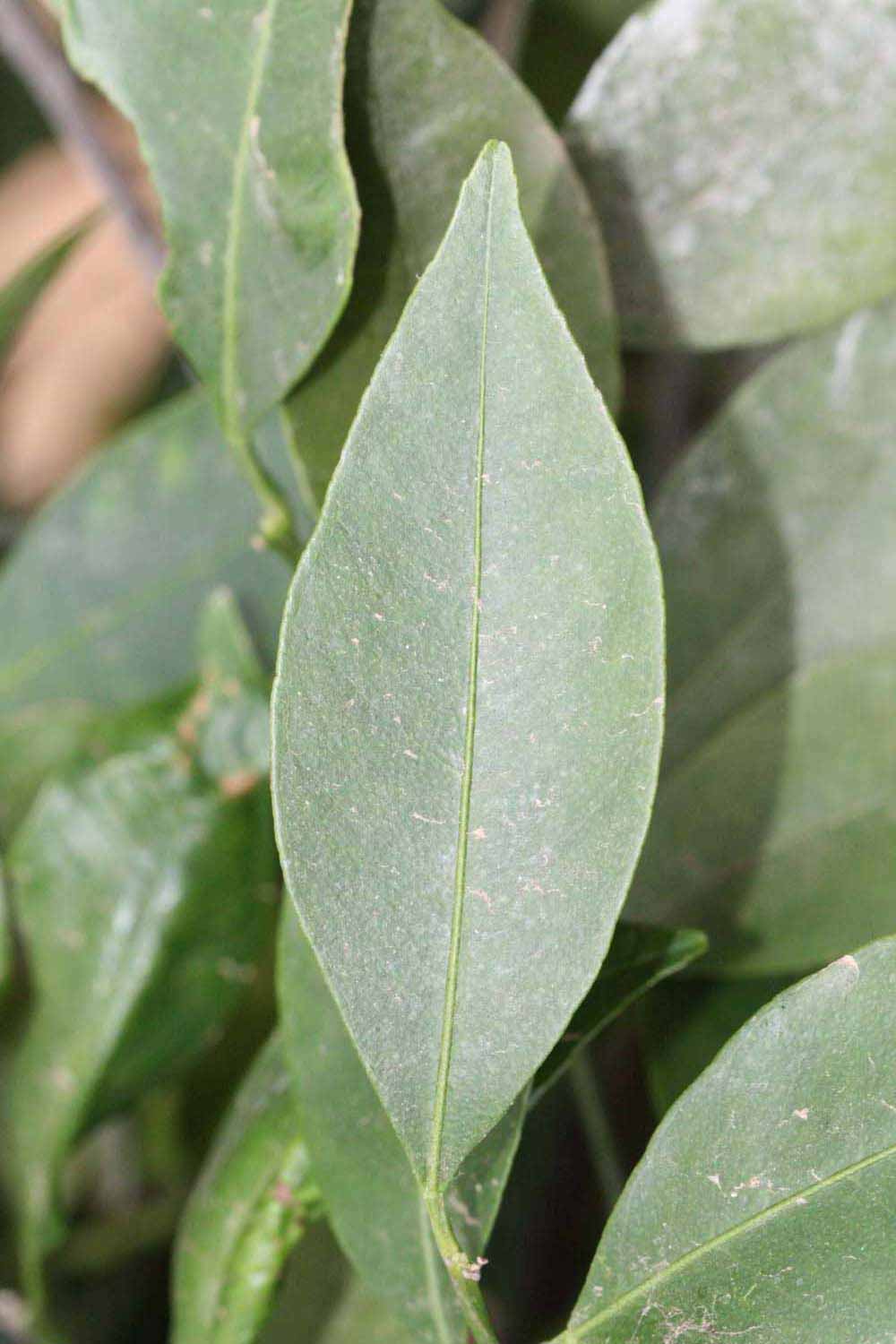            Unifoliolate leaf (Riverside, CA)   